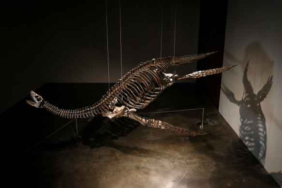 Remains of a Plesiosaur, which is believed to have inspired the legend of the Loch Ness Monster, are displayed at Sotheby’s in New York on July 10.