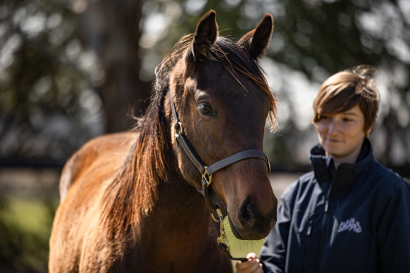 Winx’s daughter, by Pierro, at Coolmore Stud, which will be offered at the Inglis Easter Sales next year.