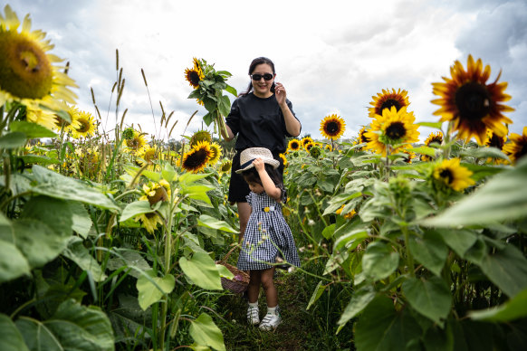 The sunflower field has gained popularity on social media as a place to stage online content.