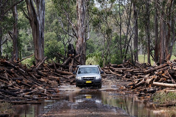 The pine plantation has lost a few trees. 