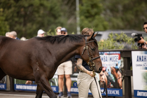 Winx’s only foal will go up for sale at the Inglis Easter Yearling Sale this afternoon.