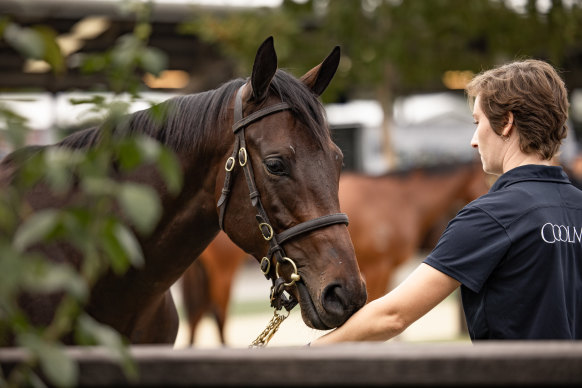 The Winx filly was sold on Monday.