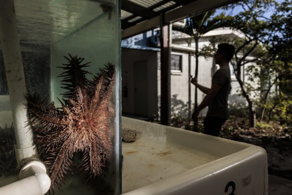 Crown-of-thorns starfish are kept in a tank for research by Sven Uthicke, research scientist with the Australian Institute of Marine Science.