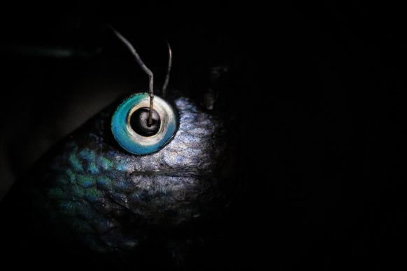 Electrodes touch the eyes of a blue-green damselfish. PhD candidate Abigail Shaughnessy is studying colour vision in animals. 