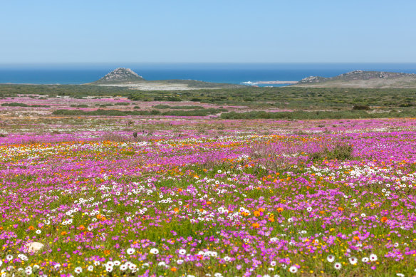Wildflowers in the West Coast National Park, near Langebaan in the Western Cape, South Africa.