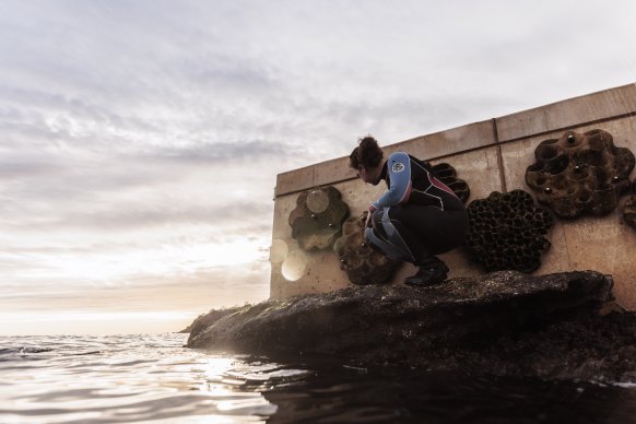 Coastal ecologist, Dr Melanie Bishop, inspects the living seawall at Fairy Bower pool in Manly.