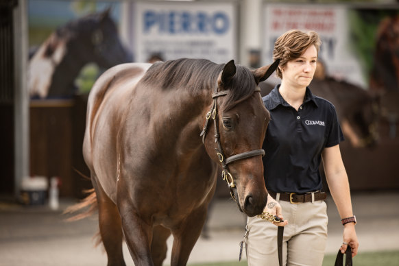 Winx’s filly has sold for a record-breaking $10 million.