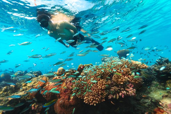 Snorkelling in the Maldives is easy and often possible from the resort beach. 