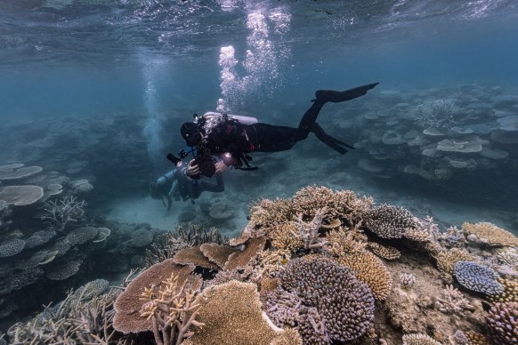 Divers work to map the Reef at North Point on Lizard Island. Thousands of photographs will be put together to form a 3D render of the area.