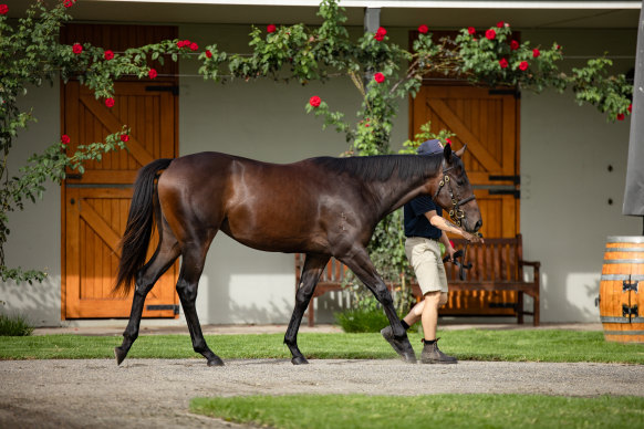 The Winx filly, also known as “Princess”, being paraded at the Coolmore Stud yearling barn.