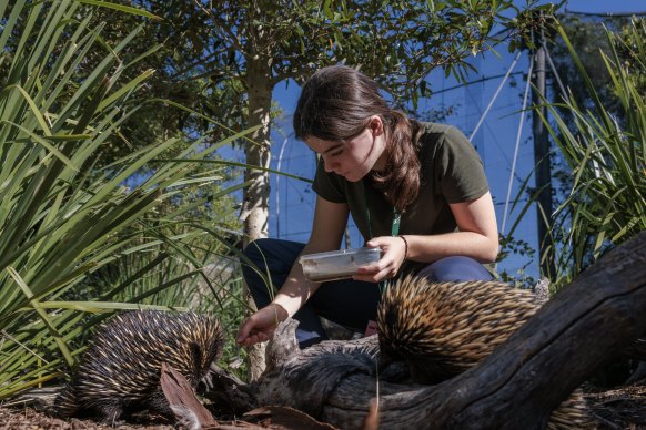 Estella Bayfield feeds echidnas at Taronga Zoo as part of a work experience program.