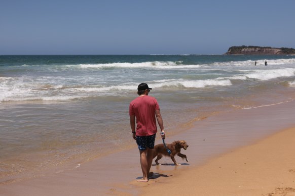 A sunny day at Collaroy Beach last week. Dogs are not allowed on most northern beaches, but some residents flout the rules.