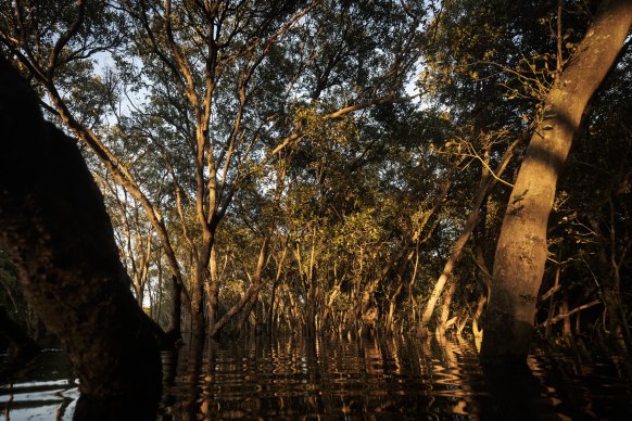 Kayaking amongst the mangroves at Wolli Creek at dawn.