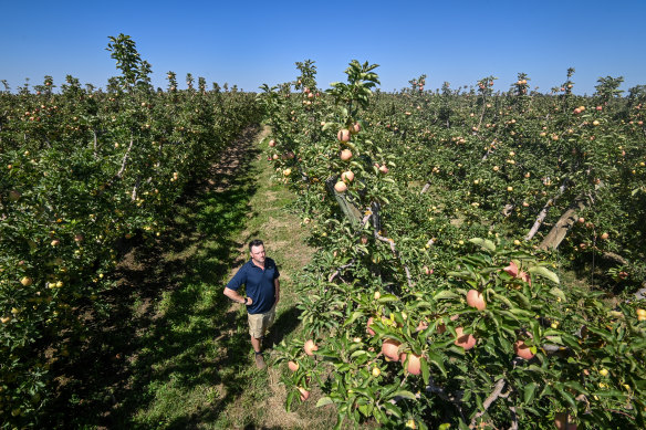 Mitch McNab in his apple orchard. 