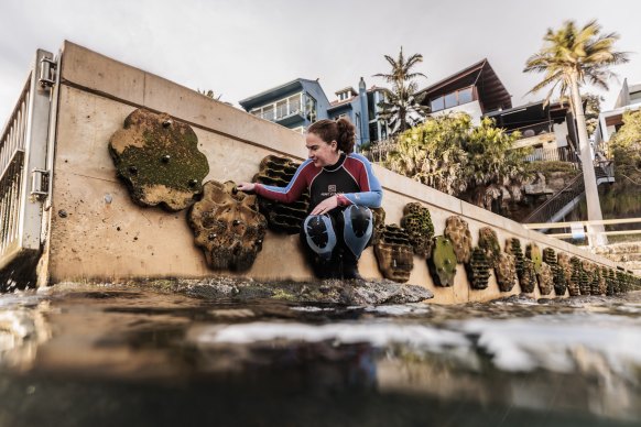 The living seawalls will be installed at nine new locations around the harbour. 