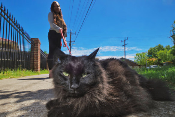 Nox the cat doesn’t like being rushed when he’s out walking with his owner, reporter Sherryn Groch.  