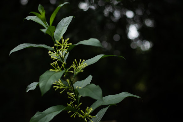 Cestrum nocturnum has invaded Anna Ludvik’s property. It can grow up to 4 metres high.