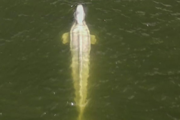 A drone image of the beluga whale in the Seine river in Saint-Pierre-la-Garenne region, west of Paris, on Friday.