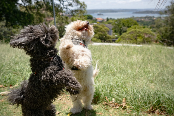 Freddie and Cheecka at Bellevue Park in Bellevue Hill. 