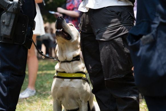 A police drug dog on duty at a Sydney music festival this year.