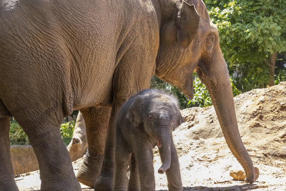 Melbourne Zoo is celebrating the safe arrival of a third healthy Asian Elephant calf in as many months. 