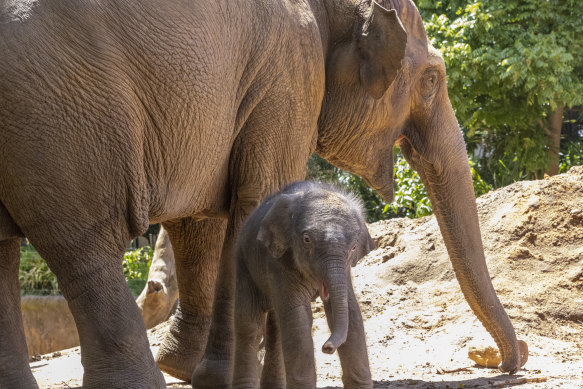 Melbourne Zoo welcomes third baby elephant in three months