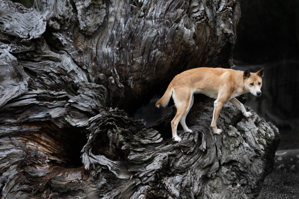 A dingo at the Dingo Discovery Sanctuary and Research Centre in Toolern Vale. 