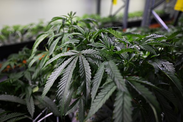 Cannabis plants at a Brisbane facility.