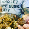 Rise of the edible bugs