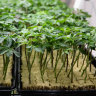The simple tweak that could allow medicinal cannabis users to drive