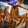 lobster