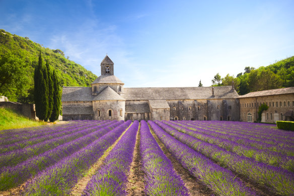 Fields of lavender in Provence.