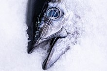 Part of the catch of the day.