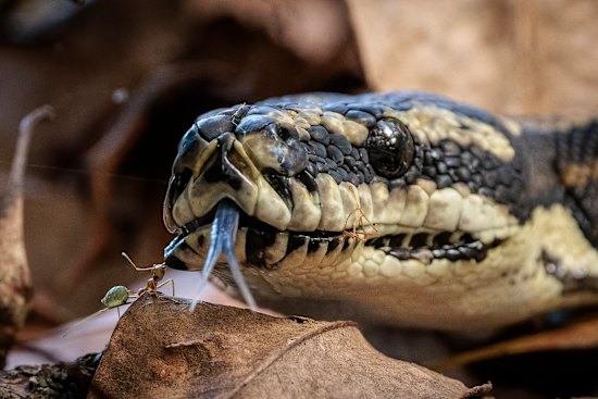 Snakes alive in Nimbin. 