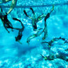 UNSW Underwater Rugby team training at Leichhardt Park Aquatic Centre in Sydney