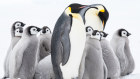 The Lazareth North and Astrid emperor penguin colonies, both of which were only discovered in the past two years.