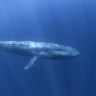 Song of the elusive pygmy blue whale reveals numbers on the rebound