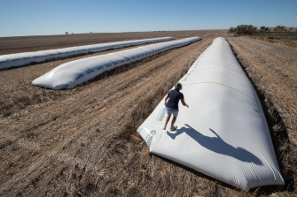 Christine Plant attends crops on her farm.