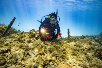 Southern Cross University Professor Peter Harrison with replanted coral about to spawn on reefs off Heron Island off Gladstone.