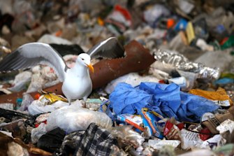  A seagull stands next to a discarded surgical gown in a trash pit at Recology in California. 