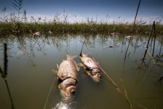 Dead fish float in Altona’s Cherry Lake on Monday.