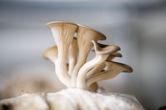 This feature-length documentary is a mind-blowing exploration of fungi.