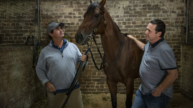 Older and wiser: The Freedman brothers train at Rosehill and Randwick.