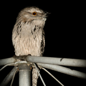 A tawny frogmouth sitting atop a Hills Hoist clothesline in a suburban backyard.