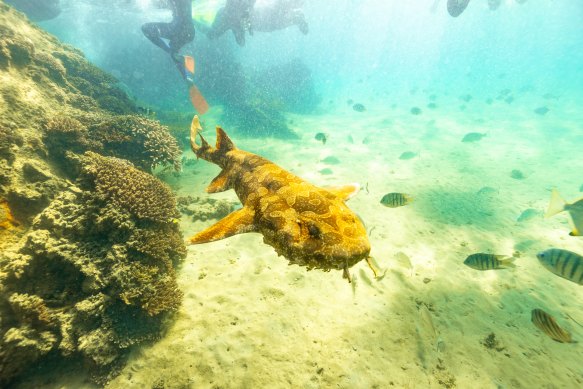 The wrecks are a haven for marine life.