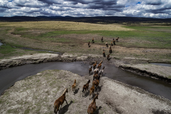 It is estimated there are 19,000 horses in the Kosciuszco National Park.