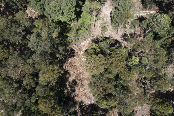 A logging site in Wild Cattle Creek State Forest, part of the assessment area for the Great Koala National Park.