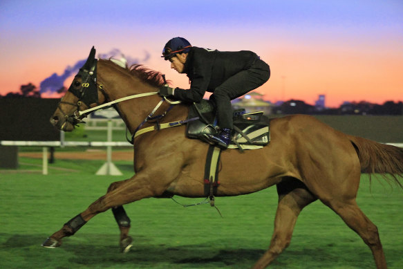 Nature Strip has a morning glow in his final gallop before The Everest at Rosehill on Tuesday