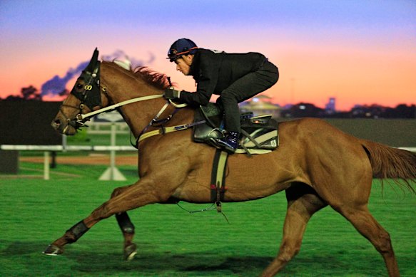 Nature Strip has a morning glow in his final gallop before The Everest at Rosehill on Tuesday