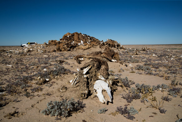 A pile of dead cattle not far from one of the "tanks" or small dams on Narriearra.